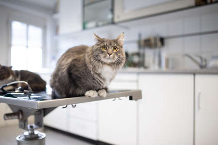 maine coon cat sitting on operating table next to another cat at the veterinarian looking scaredの写真素材