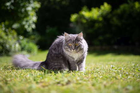 young blue tabby maine coon cat with fluffy tail staring at something in the garden on a sunny summer dayの写真素材