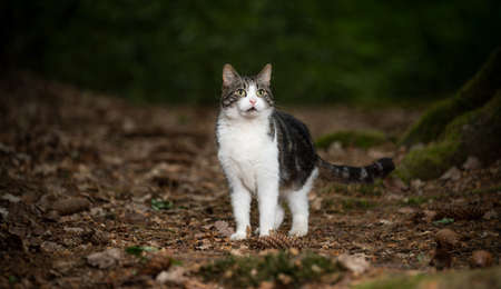 tabby white cat standing on autumn leaves foliage outdoors in the forestの写真素材