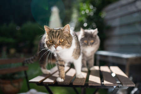 two cats standing on garden table outdoors on terrace looking at camera in sunlightの写真素材