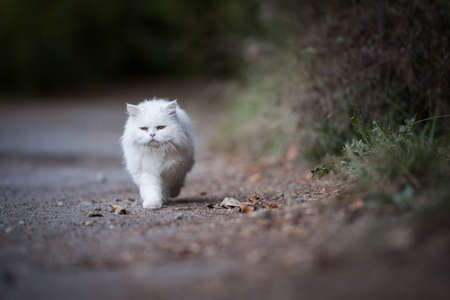 white persian cat walking along footpath in the forest next to some bushesの写真素材