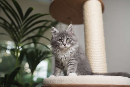 low angle view of a curious blue tabby maine coon kitten standing on a scratching post looking at cameraの写真素材