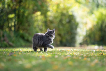 rear view of a blue tabby maine coon cat outdoors in nature looking backの写真素材