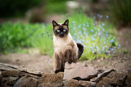 siamese cat outdoors in the garden looking at cameraの写真素材