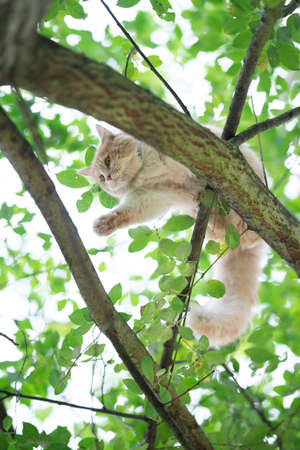low angle view of a playful young cream tabby white ginger maine coon cat balancing on tree branch outdoors in natureの写真素材