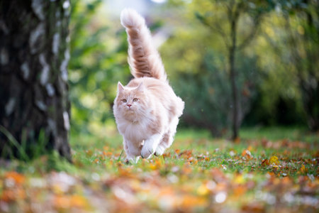 maine coon cat with fluffy tail high up running towards birch tree on grass with autumn leaves outdoors in natureの写真素材