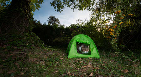tabby white british shorthair cat looking out of green mini tent outdoors in the gardenの写真素材