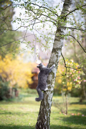 young blue tabby maine coon cat climbing up a birch tree in the back yard looking up to the topの写真素材