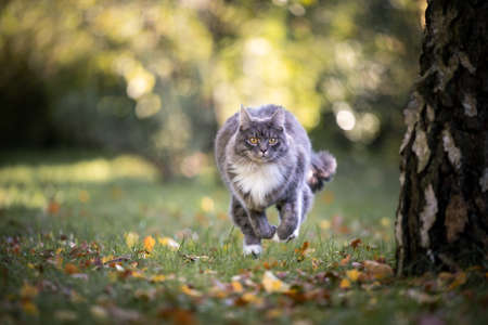 young blue tabby maine coon cat with white paws running towards camera on grass with autumn leaves next to birch treeの写真素材