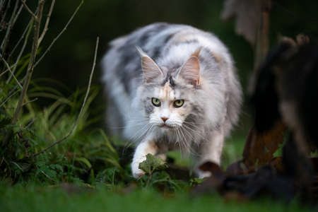 black torbie silver highwhite maine coon cat on the prowl walking outdoors on grass looking aheadの写真素材