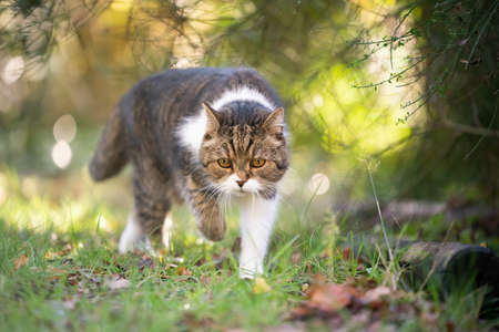tabby white british shorthair cat walking under a bush outdoors in natureの写真素材