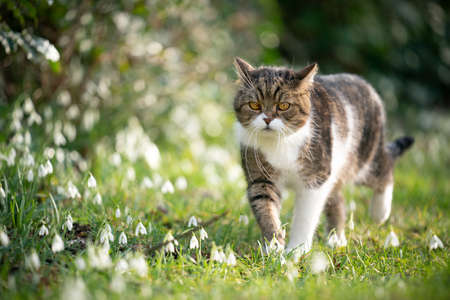 cute tabby white british shorthair cat walking on green grass next to snowdrop flowers in springの写真素材