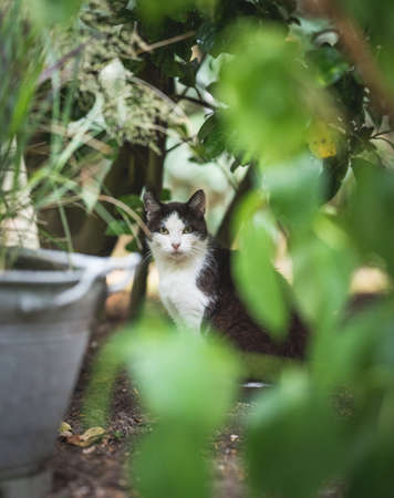 shy black and white domestic shorthair cat sitting in the bushes looking at cameraの写真素材
