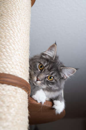 young playful blue tabby maine coon cat with white paws relaxing on scratching post platform looking down at camera curiouslyの写真素材