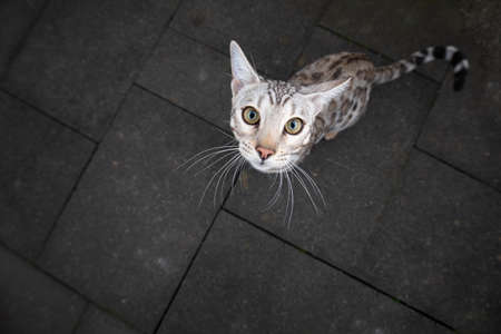 high angle view of a young black silver tabby rosetted bengal cat standing outdoors on concrete looking up at camera begging for treatsの写真素材