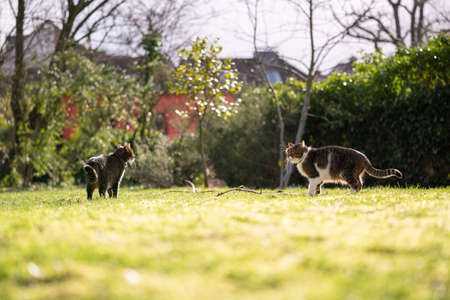 two cats meeting on a suny day outdoors in gardenの写真素材