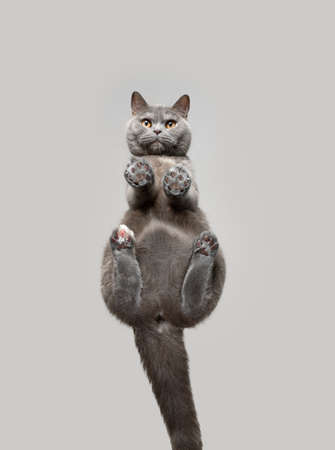 low angle view of british shorthair cat sitting on invisible glass sheet looking down at camera with copy spaceの写真素材