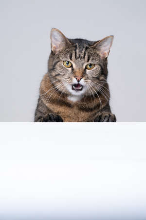 tabby shorthair cat with open mouth looking surprised or shocked at white copy spaceの写真素材