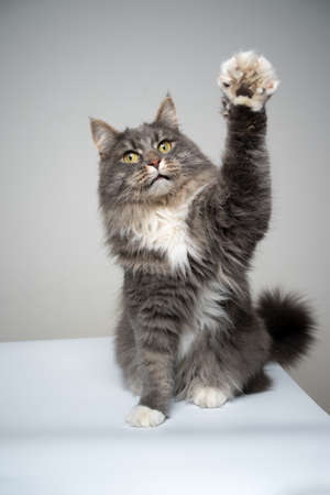 studio shot of a blue tabby gray white maine coon cat sitting raising paw greetingの写真素材