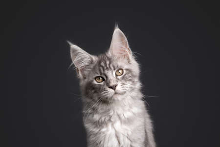 curious silver tabby maine coon kitten looking at camera on gray backgroundの写真素材