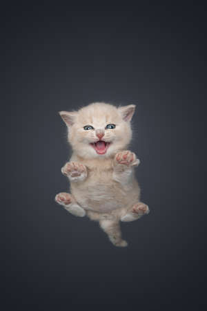 underview of cream colored british shorthair kitten resting on invisible glass pane looking at camera meowingの写真素材