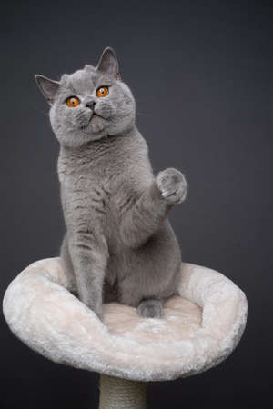 blue british shorthair cat sitting on scratching post pet bed playing rearing up raising paw on gray background with copy spaceの写真素材