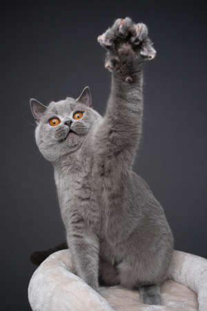 blue british shorthair cat sitting on scratching post pet bed playing rearing up raising paw on gray...