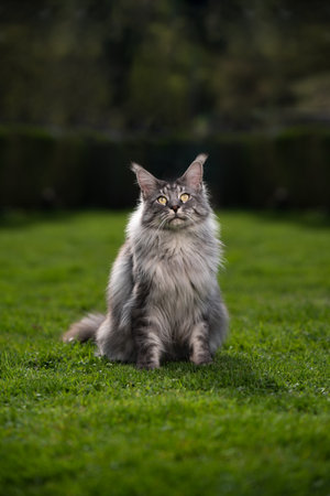 portrait of a beautiful silver tabby maine coon cat sitting on green grass outdoors in garden with...