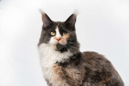 studio portrait of a beautiful tricolor white calico maine coon cat isolated on white background with copy spaceの写真素材
