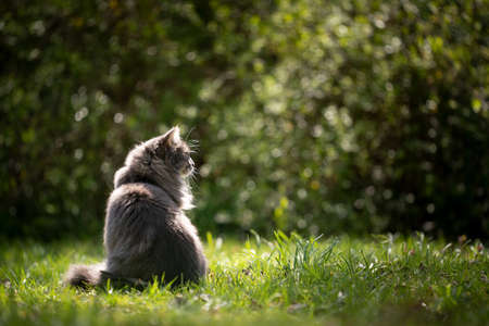 gray blue tabby maine coon cat sitting on green meadow outdoors in nature looking around observing garden with copy spaceの写真素材