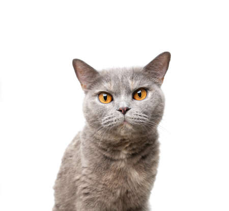 british shorthair tortoiseshell cat portrait on white background looking at cameraの写真素材