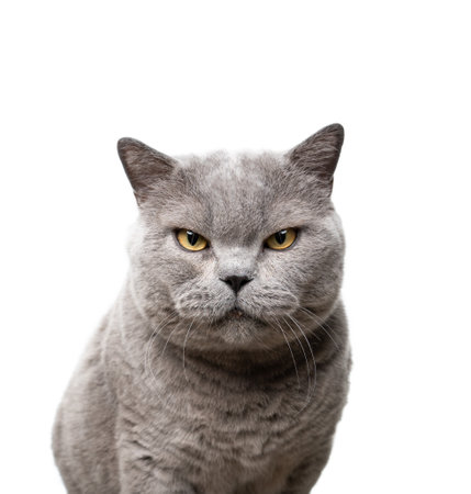 big blue british shorthair cat looking at camera angry portrait on white backgroundの写真素材