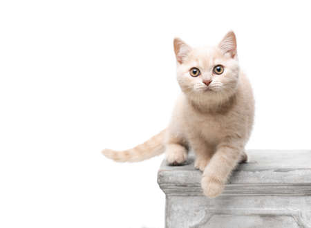 playful fawn colored british shorthair kitten on concrete podest looking curiously on white backgroundの写真素材