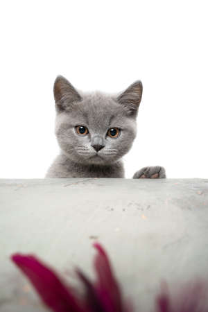 cute playful british shorthair kitten rearing up on concrete table looking at featherの写真素材
