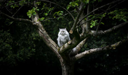 gray silver tabby british longhair cat sitting on an apple tree outdoors in nature observing the...