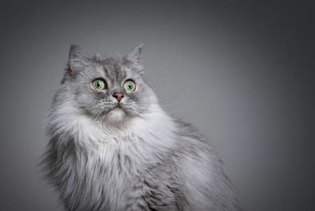 beautiful gray silver tabby british longhair cat portrait on gray background with copy spaceの写真素材