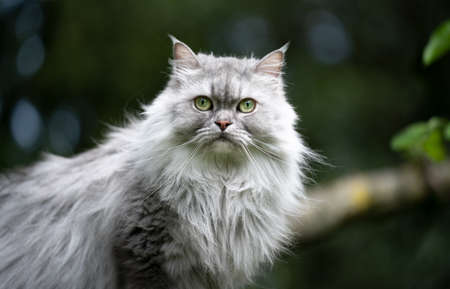 gray silver tabby british longhair cat outdoors in nature portrait looking at cameraの写真素材