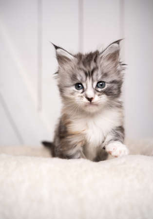 cute 8 week old black silver torbie white maine coon kitten portrait with copy spaceの写真素材