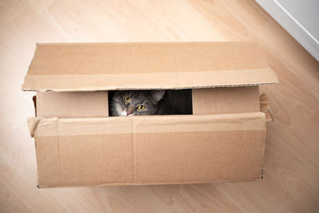 gray cat hiding inside of cardboard box looking at cameraの写真素材