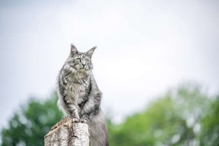 beautiful silver tabby maine coon cat sitting on birch tree stump outdoors observing nature from elevated viewpoint with copy spaceの写真素材