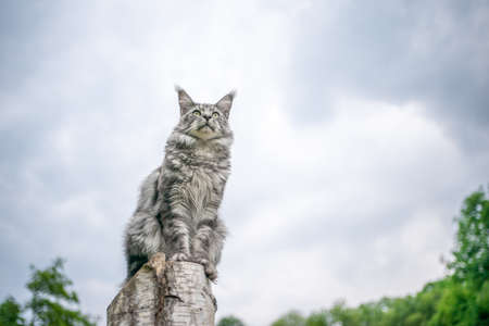 beautiful silver tabby maine coon cat sitting on birch tree stump outdoors observing nature from elevated viewpoint with copy spaceの写真素材