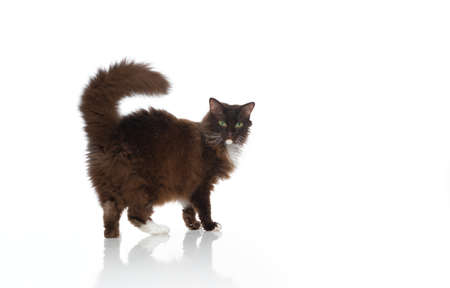 side view of a chocolate white LaPerm Cat with curly fluffy fur isolated on white bqackgroundの写真素材