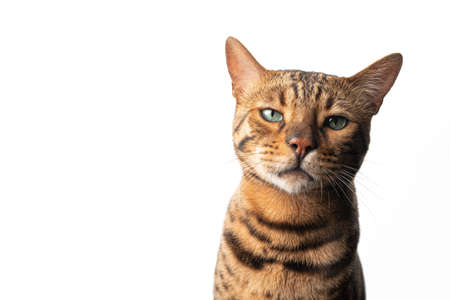 brown spotted bengal cat with green eyes looking at camera isolated on white backgroundの写真素材