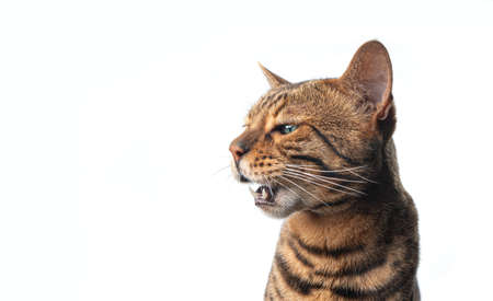 brown spotted bengal cat with green eyes meowing looking to the side isolated on white background