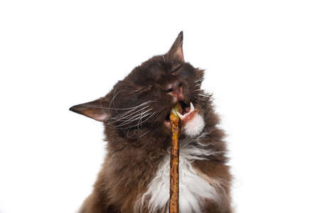 brown LaPerm Cat with curly longhair fur enjoying chewing on matatabi stick for dental care on white...