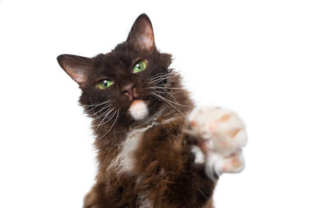 brown LaPerm Cat with curly longhair fur and green eyes looking at camera raising paw isolated on white backgroundの写真素材