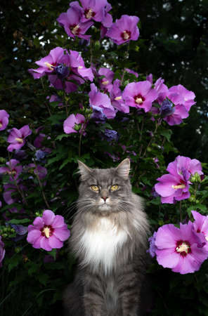 gray white maine coon cat outdoors in front of flowering Hibiscus syriacus with pink blossoms looking at cameraの写真素材