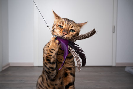 brown spotted bengal cat playing with feather toy indoors with copy spaceの写真素材