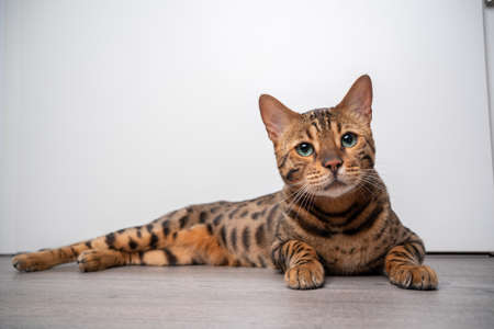 brown spotted bengal cat lying on wooden flooring resting in front of white door with copy space