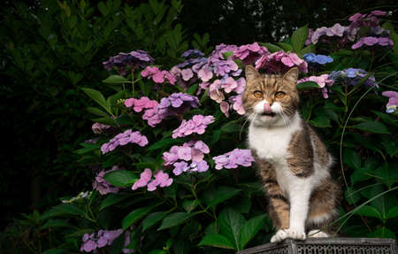 tabby white british shorthair cat sitting in front of pink blossoming hydrangea plant outdoors in...